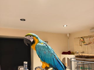 Budgerigars birds For Sale- Female Blue & Gold Macaw (10 Months Old) - Advert 1