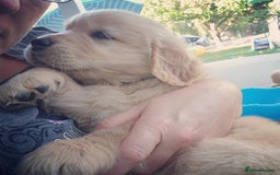 Golden Retriever dogs for sale: Meet our outstanding litter of Retriever puppies! - Advert 9