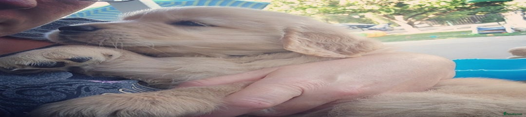 Golden Retriever Puppy 8