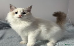 Ragdoll cats for sale: Playful Pedigree Ragdoll Kittens Available - Image 18