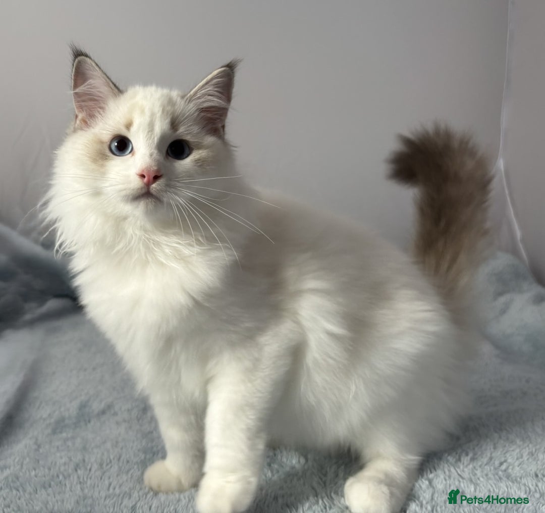 Ragdoll cats for sale: Playful Pedigree Ragdoll Kittens Available - Image 18