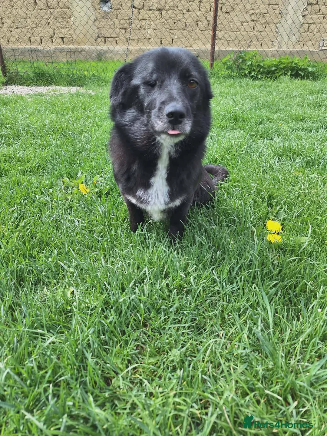 Mixed Breed dogs for adoption: Queen for adoption in Leighton Buzzard - Advert 2