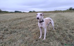 Whippet dogs for stud: Beautiful Whippet Dodger for STUD | Unproven - Image 17