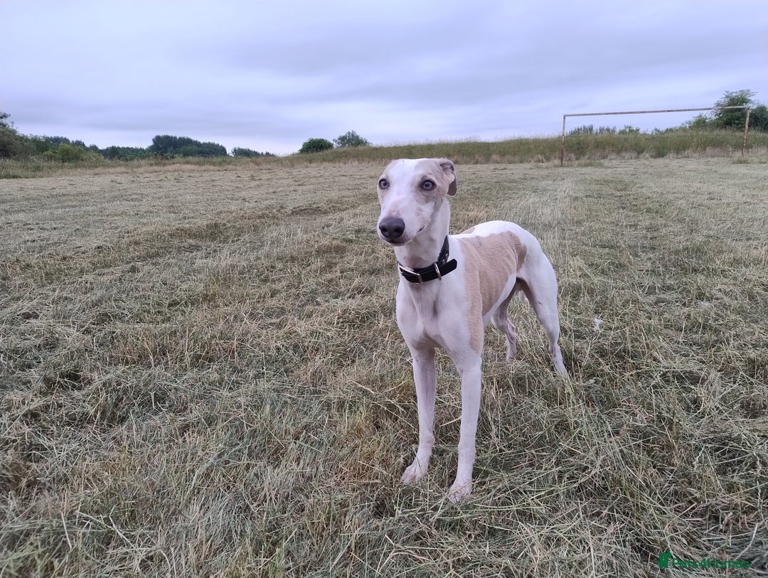 Whippet dogs for stud: Beautiful Whippet Dodger for STUD | Unproven - Image 17