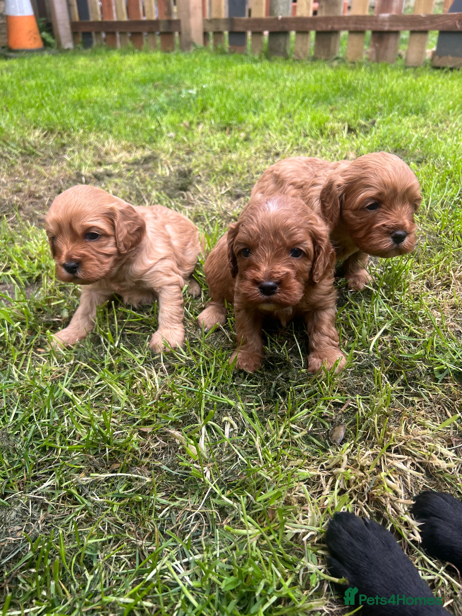 Cavapoo dogs 3 Cockalierpoo puppies  - Advert 1