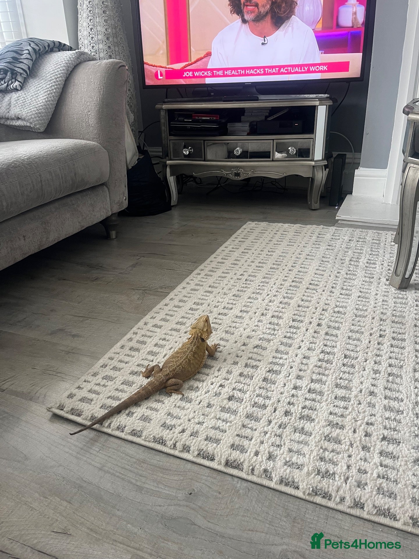Bearded Dragon reptiles 11 months bearded dragon with vivarium - Advert 8