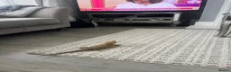 Bearded Dragon reptiles for sale: 11 months bearded dragon with vivarium in Manchester - Advert 1