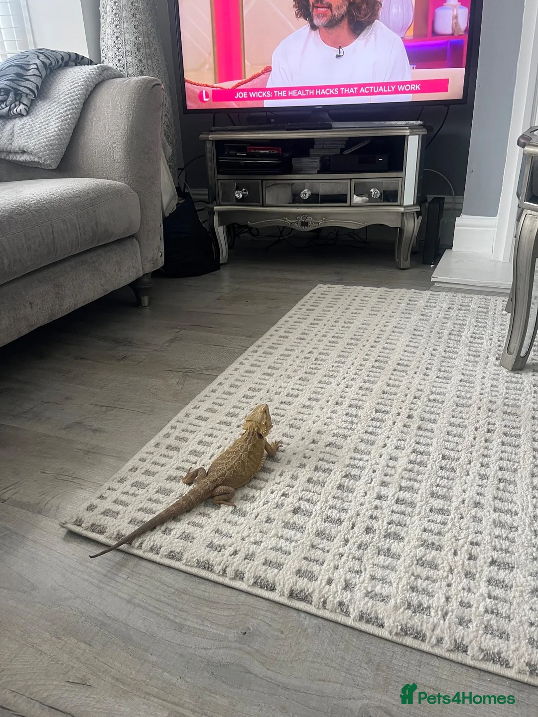 Bearded Dragon reptiles for sale: 11 months bearded dragon with vivarium in Manchester - Advert 1