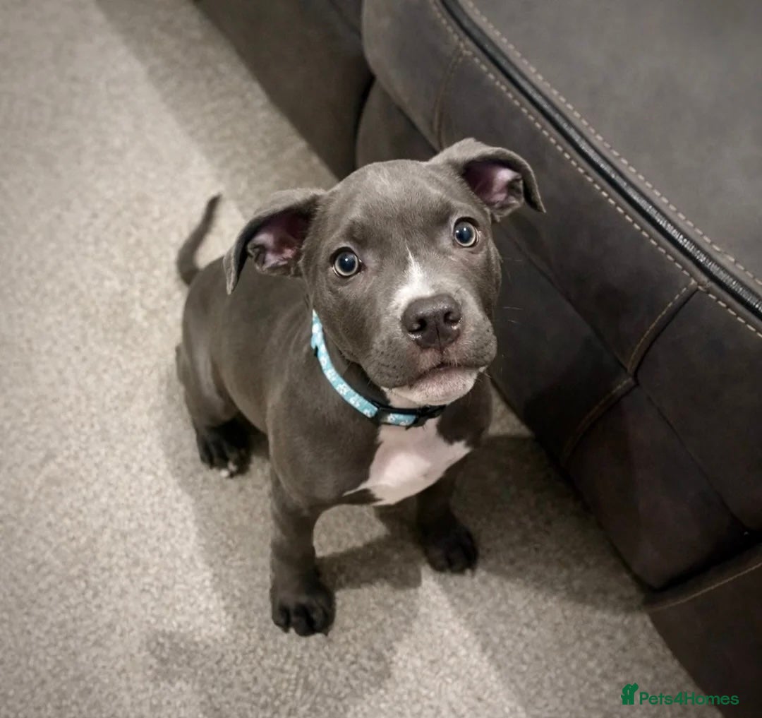 Mixed Breed dogs Staff Mix American Bulldog in Newbury - Advert 1