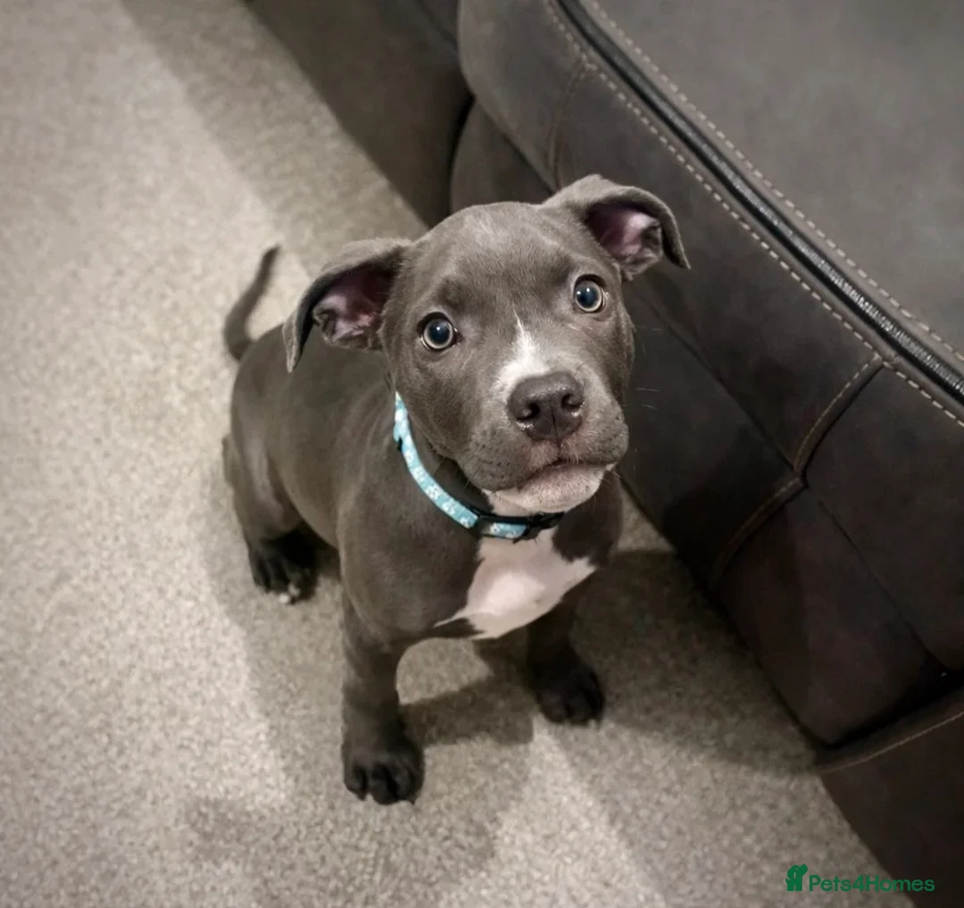 Mixed Breed dogs for sale: Staff Mix American Bulldog - Advert 1