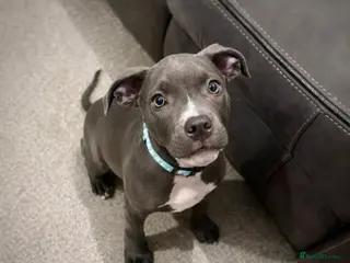 Mixed Breed dogs Staff Mix American Bulldog in Newbury - Advert 1