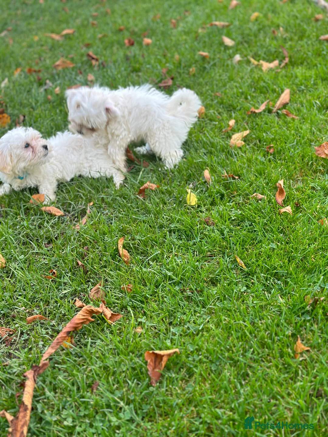 Bichon Frise dogs for sale: Two Mini Bichon Frise Ready for their New Home - Advert 19