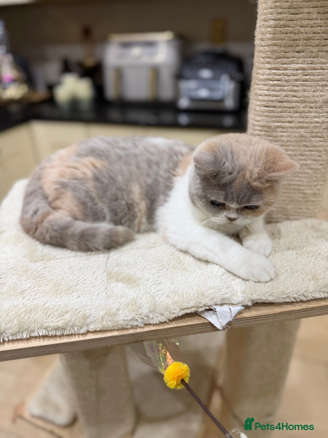 British Shorthair cats for sale: READY NOW - Full Pedigree Registered BSH kittens  - Advert 16