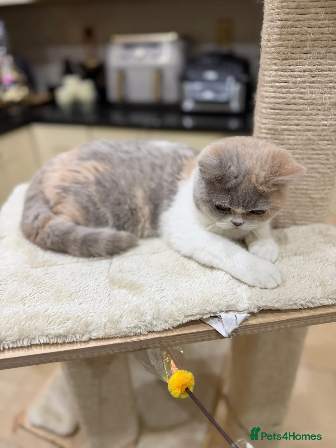 British Shorthair cats for sale: READY NOW - Full Pedigree Registered BSH kittens  - Advert 2