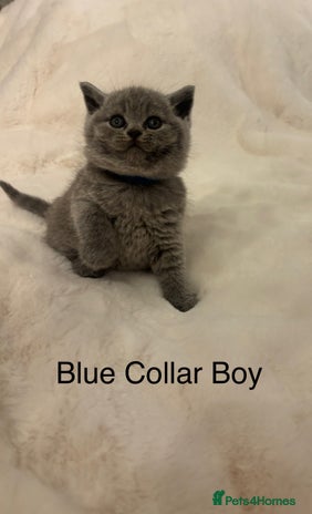 British Shorthair cats Chunky BSH Blue Kittens - Advert 1