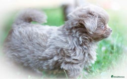 Chihuahua dogs for sale: Lilac chihuahua KC Registered Boys - Image 2