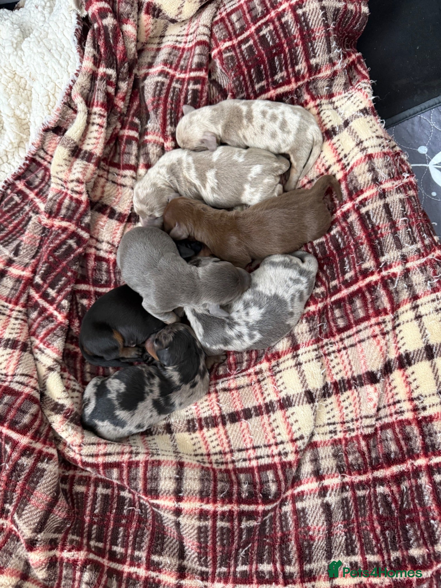 Miniature Dachshund dogs Miniature Daschunds - Advert 2