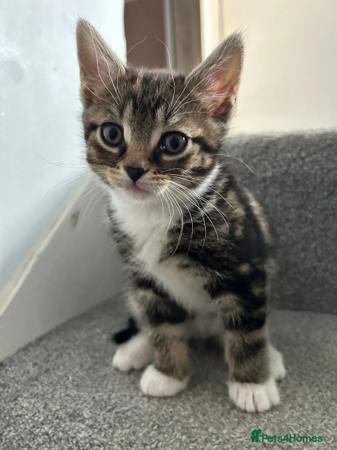 Mixed Breed cats for sale: British Short Hair cross - ONE BOY LEFT - Advert 2