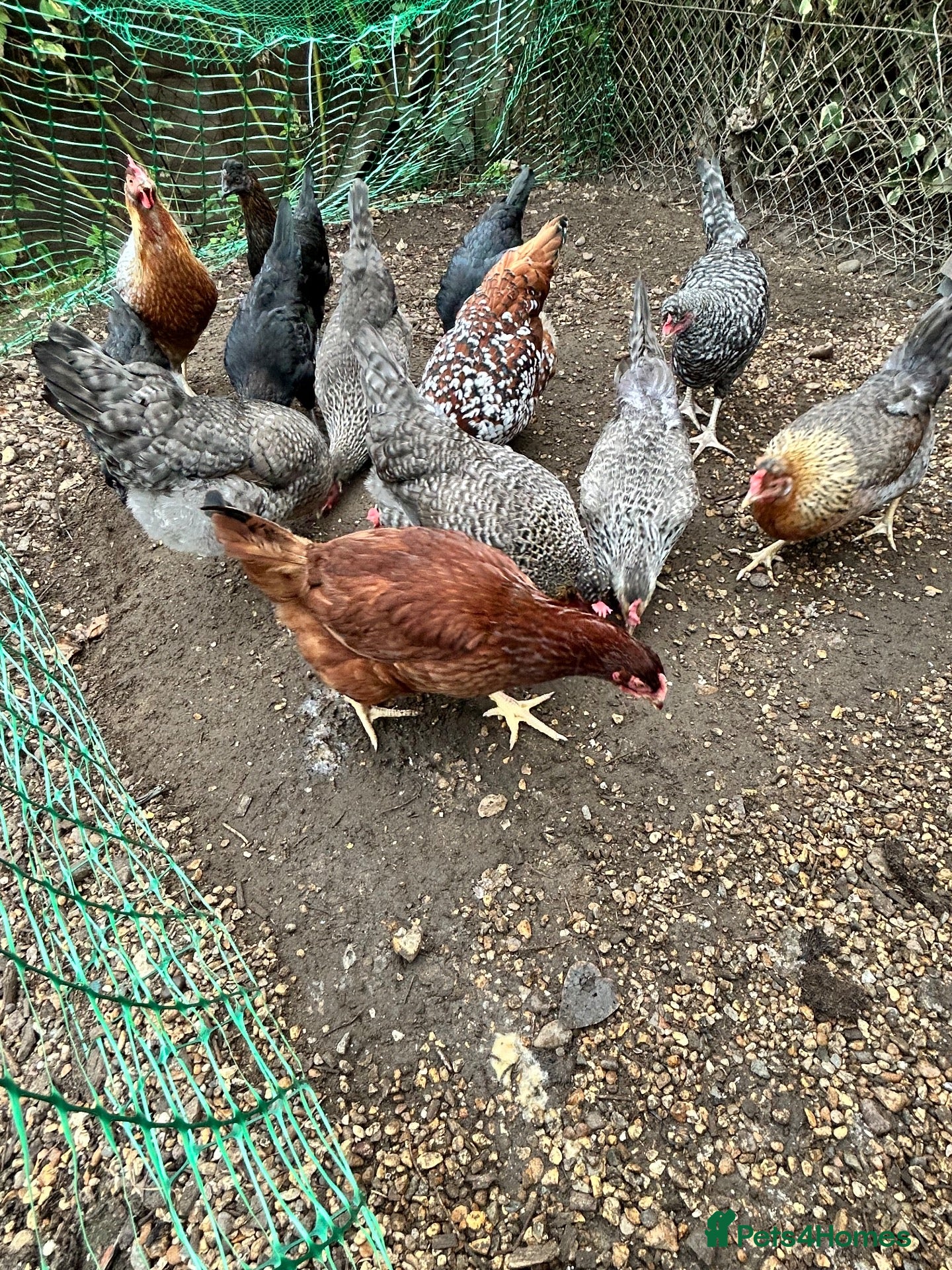 Chickens poultry Coloured laying POL hens - Advert 11