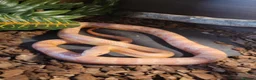 Corn Snake reptiles for sale: Male Cornsnake in Rotherham - Advert 4
