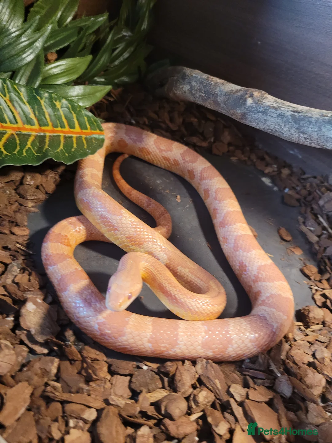Corn Snake reptiles for sale: Male Cornsnake in Rotherham - Advert 4