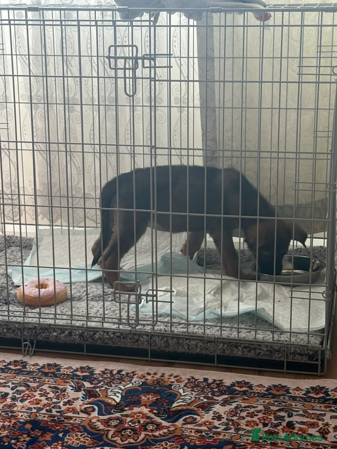 German Shepherd dogs for sale: beautiful 3 month old German shepherd  - Advert 7