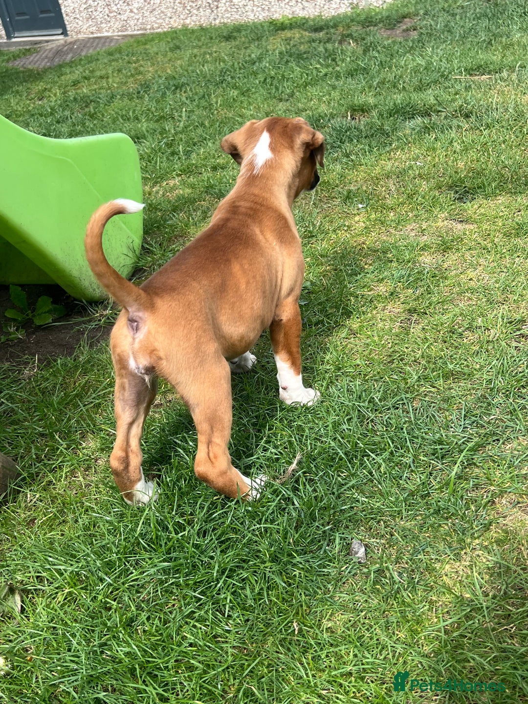 Boxer dogs for sale: Kc Boxer 1 Tailed Girl Left - Image 9