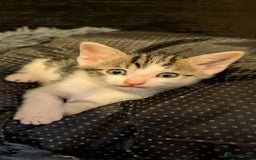 Mixed Breed cats for sale: Blue point siamese x domestic cat - Image 9