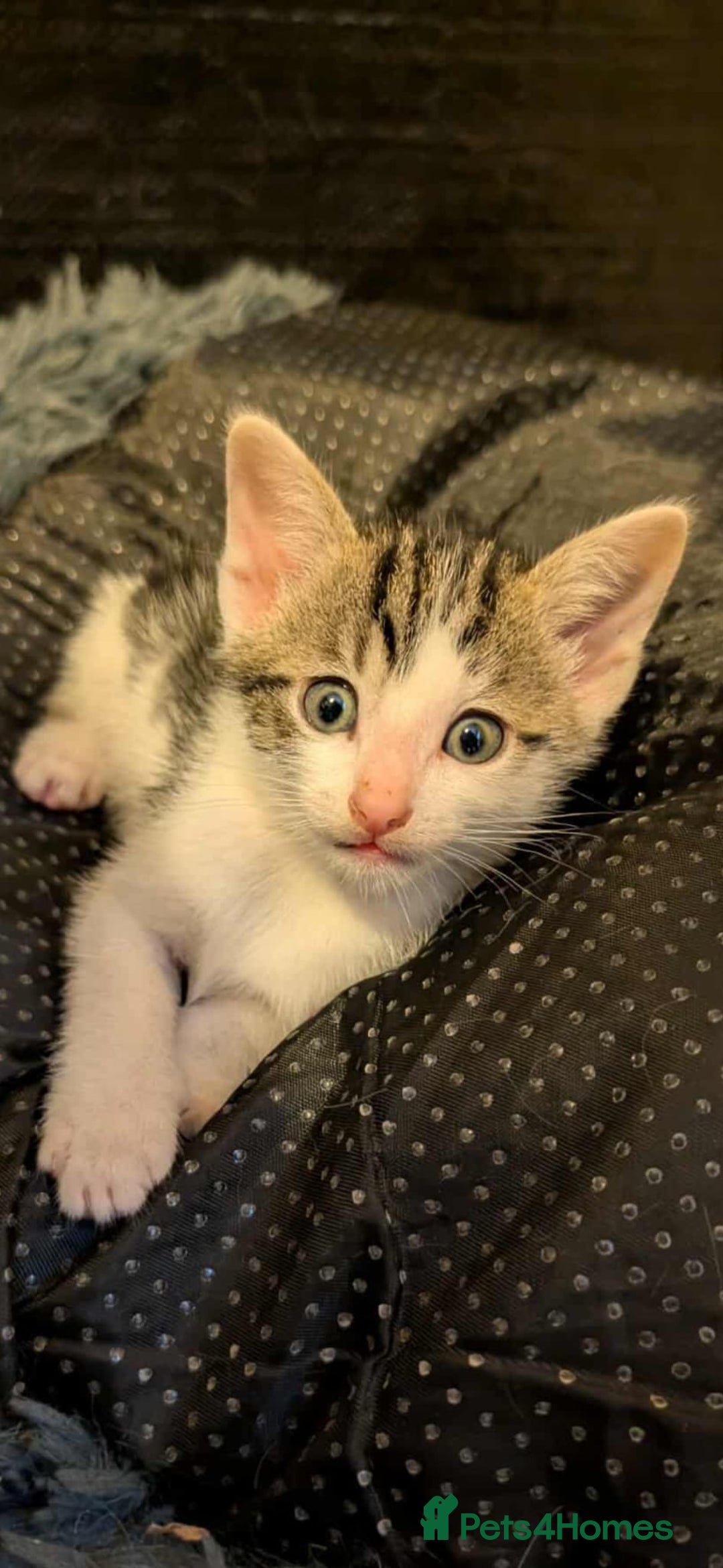 Mixed Breed cats for sale: Blue point siamese x domestic cat - Image 9