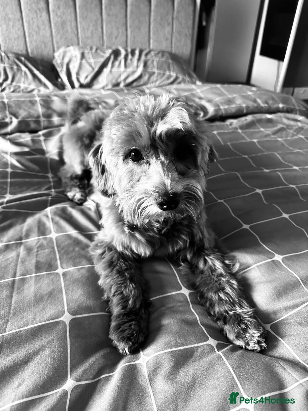 Maltipoo dogs for sale: 🐾 F1b Maltipoo Puppies – Ready Early January 🐾 - Advert 13