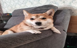 Mixed Breed dogs for sale: Related pair of Japanese Shiba crosses - Image 1