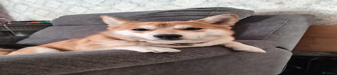 Dillie