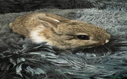 Netherland Dwarf rabbits for sale: Two beautiful Netherland dwarf bunnies  - Image 2