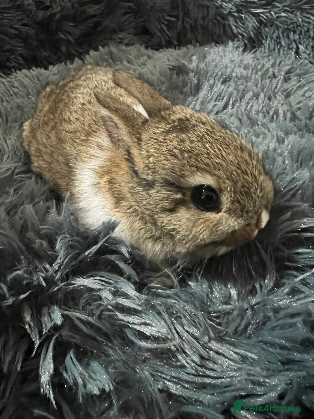 Netherland Dwarf rabbits for sale: Two beautiful Netherland dwarf bunnies  - Image 2