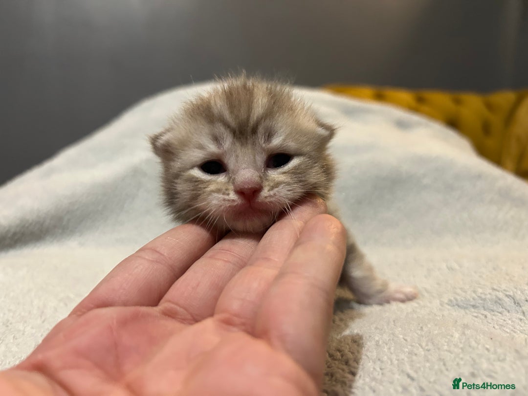 Norwegian Forest Cat cats for sale: BLACK&SILVER NORWEGIAN BOY LEFT  - Advert 16
