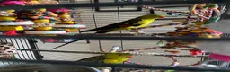 Parrots birds for sale: Regal ,rock pebbler parrots in Rotherham - Advert 17