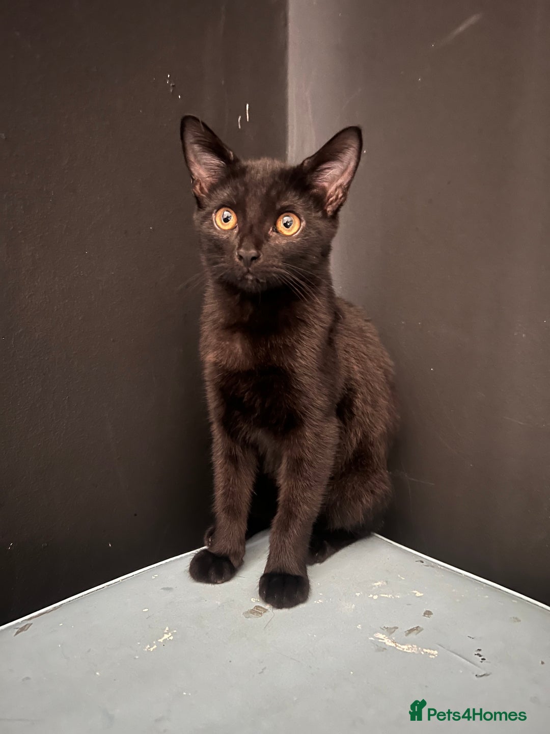 Bombay cats for sale: Bombay Girl Kittens Looking for Loving Homes  - Advert 4