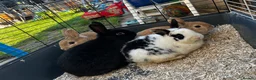 Mixed Breed rabbits for sale: 4 males rabbits  - Advert 1