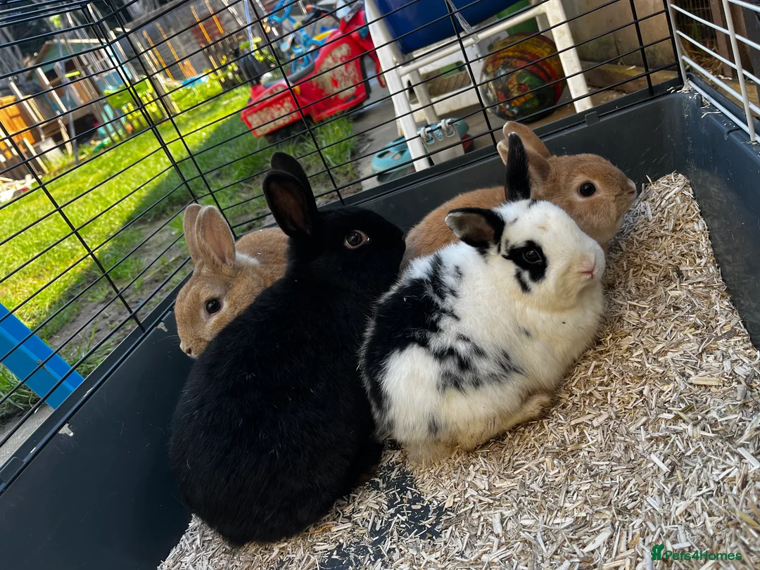 Mixed Breed rabbits for sale: 4 males rabbits  - Advert 1