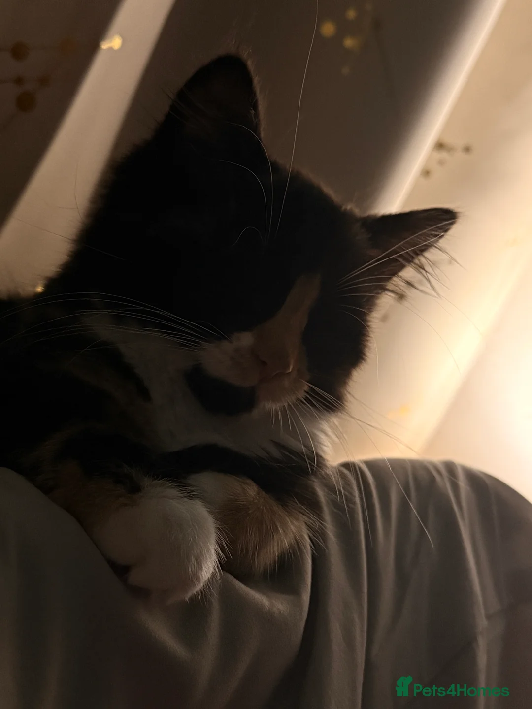 Mixed Breed cats for sale: Female kitten    pending  - Advert 7