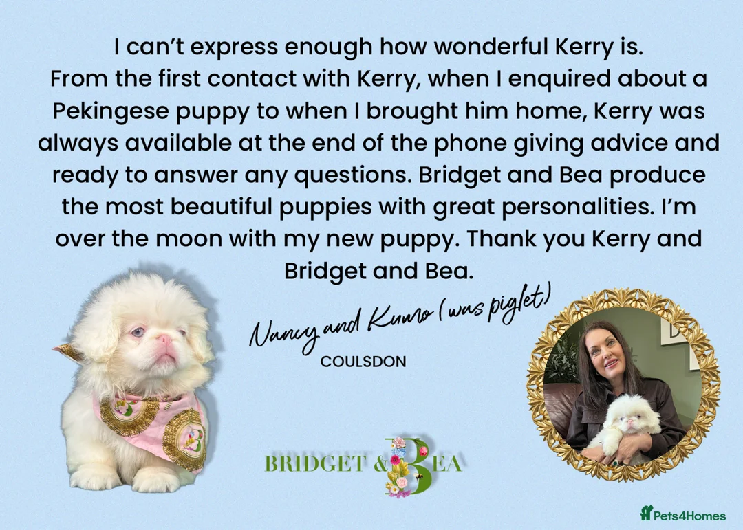 Pekingese dogs for sale: 🩷READY NOW 1 girl 1 boy 🩵 - Advert 6