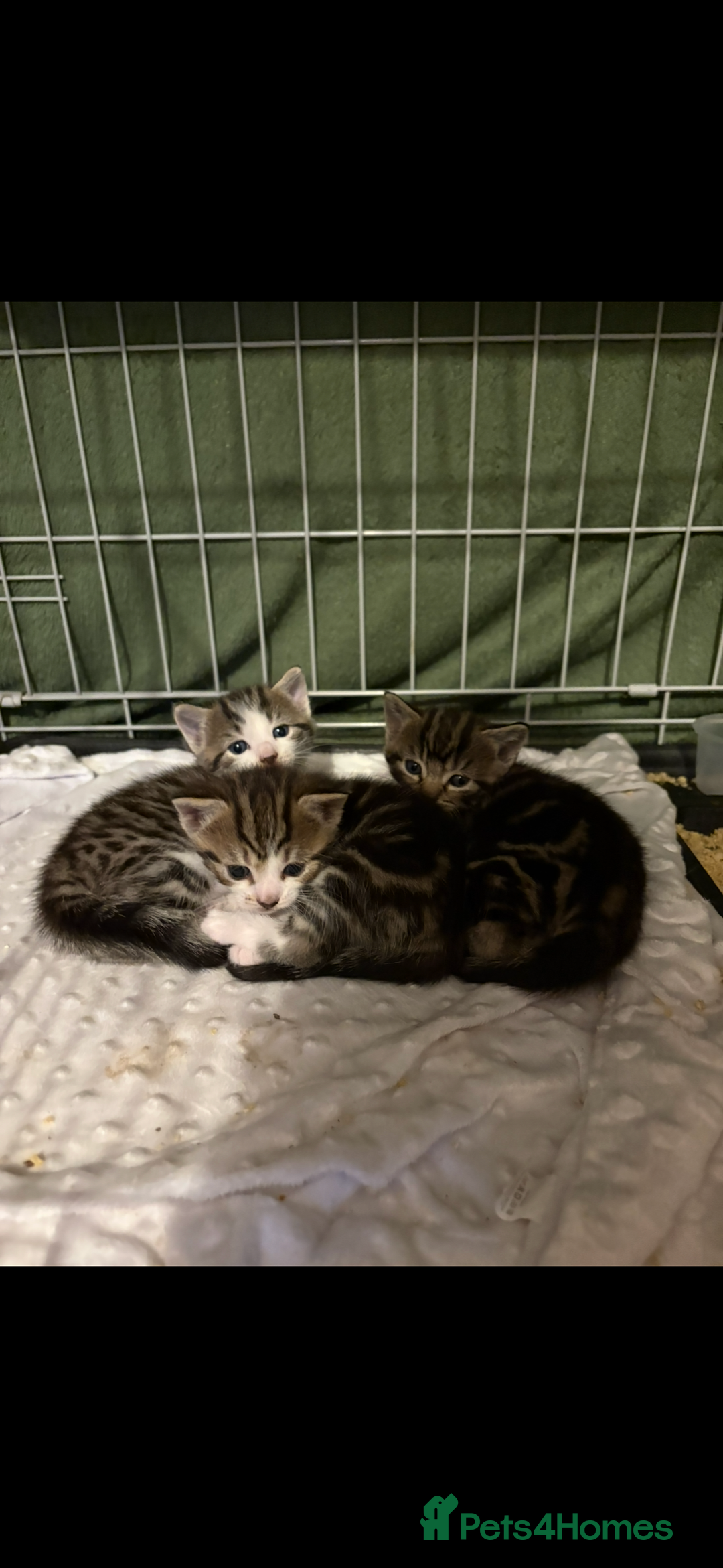 Mixed Breed cats for sale: One boy kitten left  - Advert 4