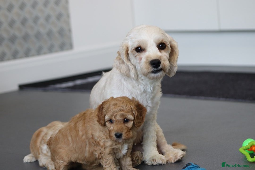 Cavapoochon dogs for sale: Cavapoochon puppies for sale - Advert 2