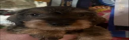 Miniature Dachshund dogs for sale: Show miniature Wirehaired puppies in Worcester - Advert 5