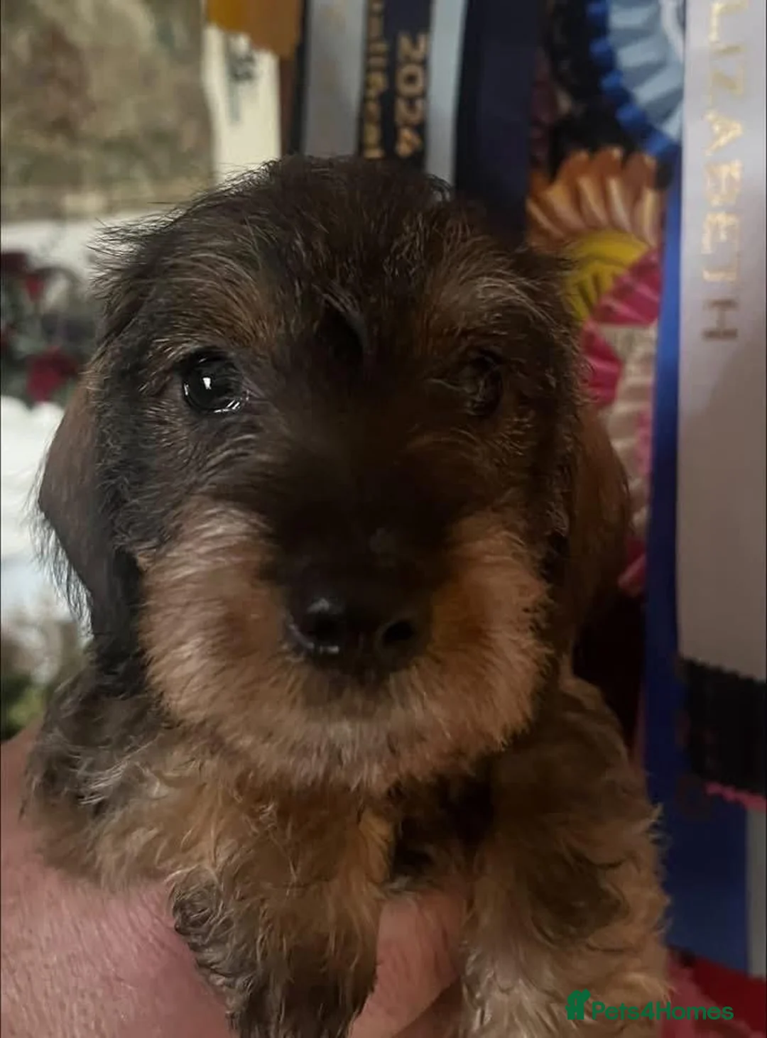 Miniature Dachshund dogs for sale: Show miniature Wirehaired puppies in Worcester - Advert 5