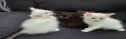 Mixed Breed cats for sale: Maine Coon x Ragdoll Kittens - Advert 15