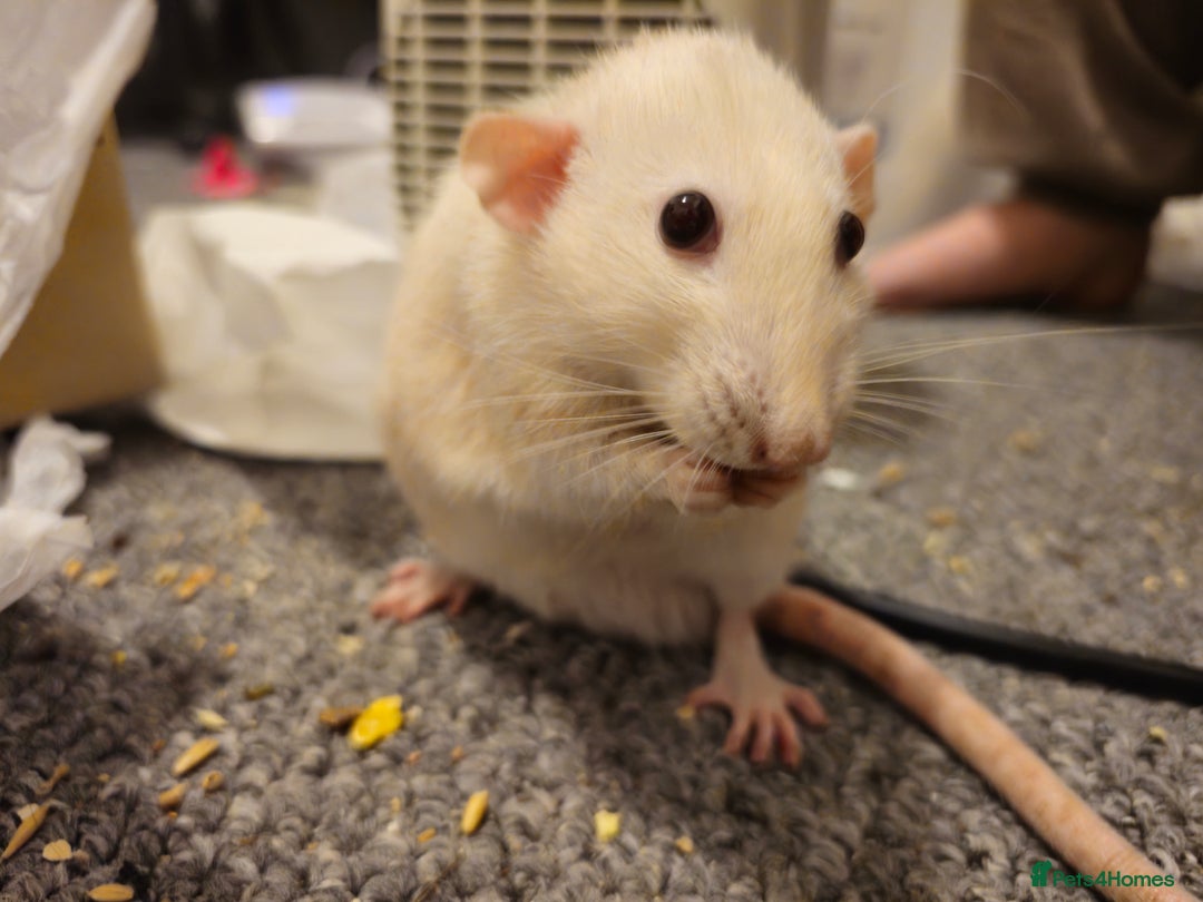 Rat rodents for sale: 2 Dumbo Rats for Rehoming - Image 3