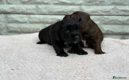 Sprocker dogs for sale: Adorable Sprocker Pups.. - Image 6