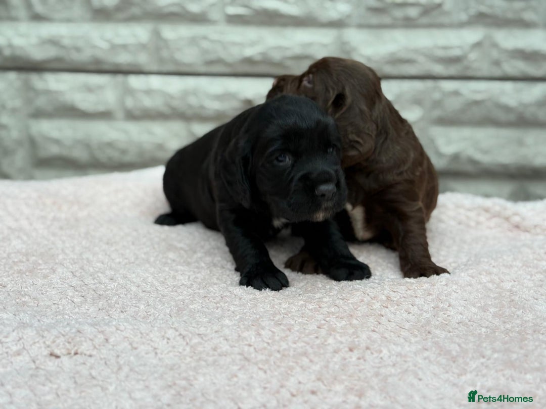 Sprocker dogs for sale: Adorable Sprocker Pups.. - Image 6