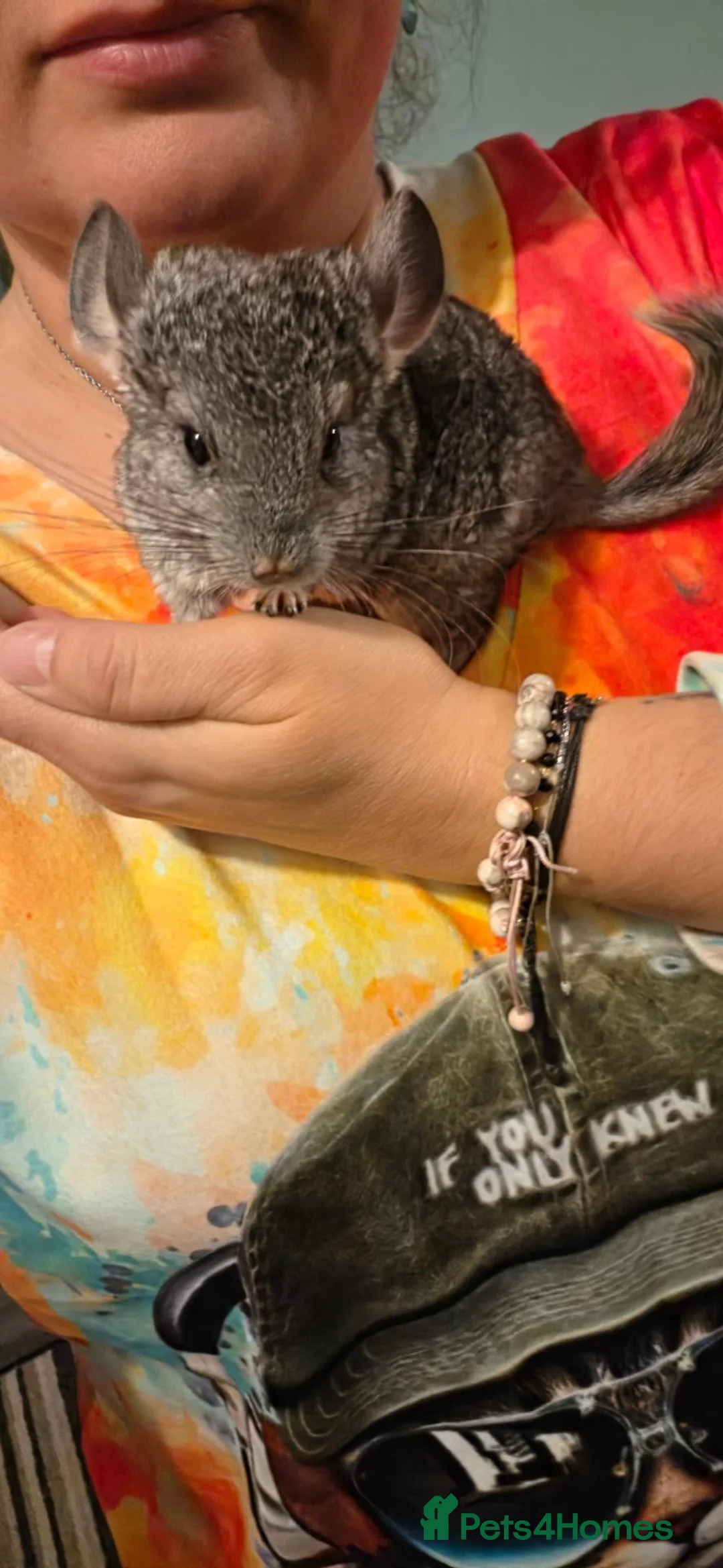 Chinchilla rodents for sale: Chinchilla  - Advert 2
